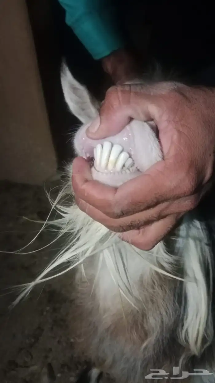 ماعز متشنج 9