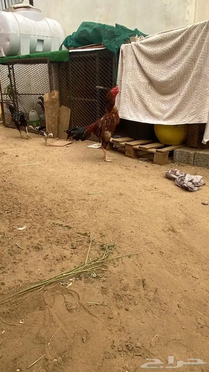 طقم سندي فاخر 3