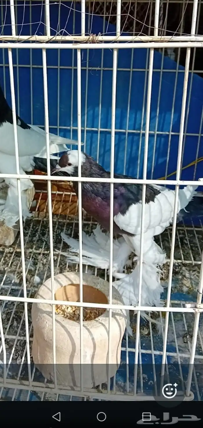 حمام نفاخي 1