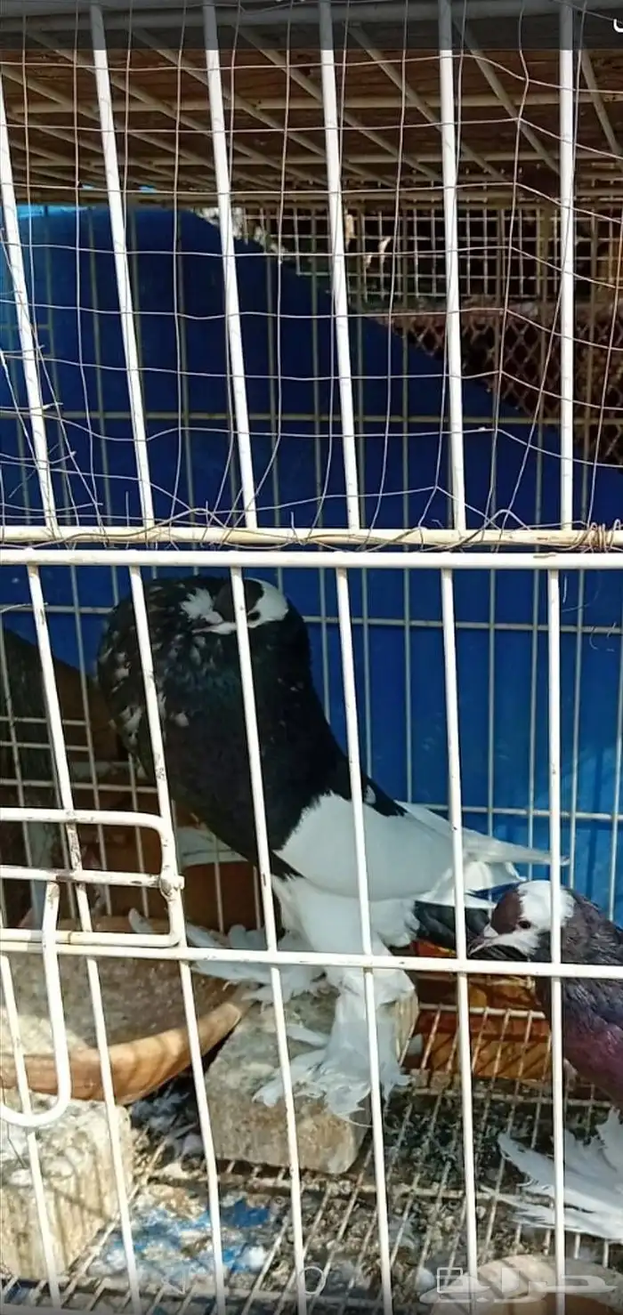 حمام نفاخي 0