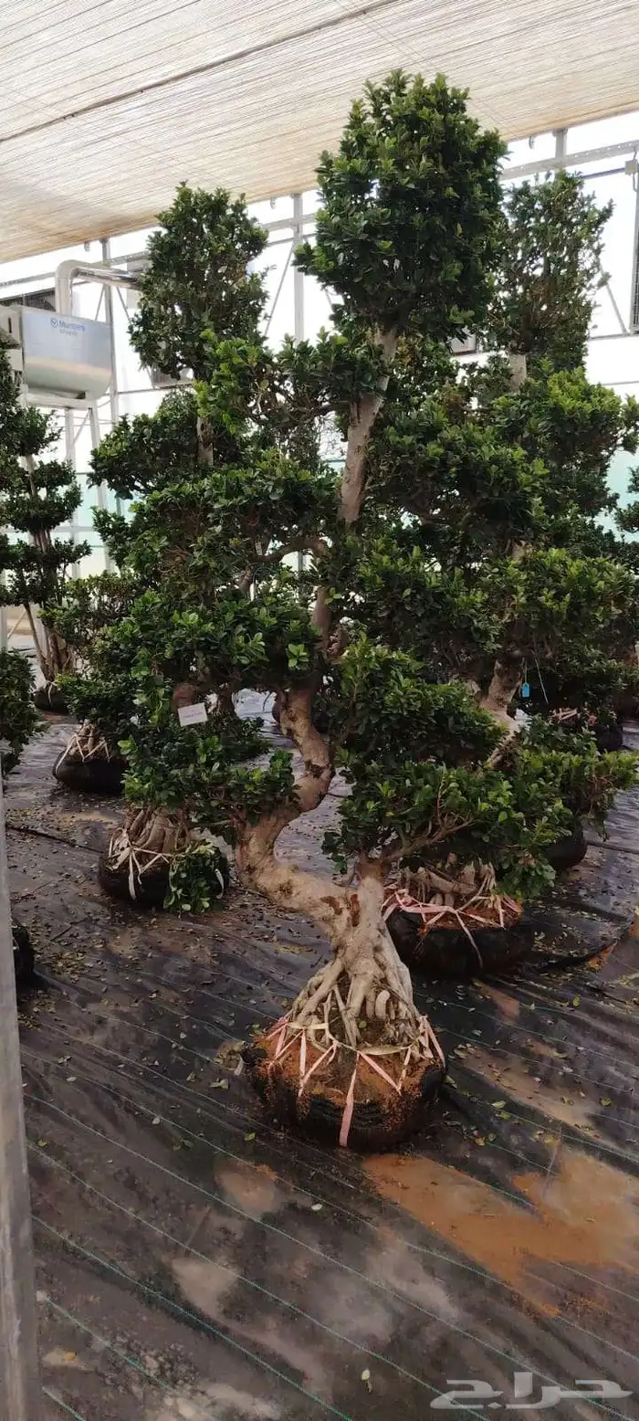 شجر زيتون معمر وفايكس ميكروكاربا بونساي 6