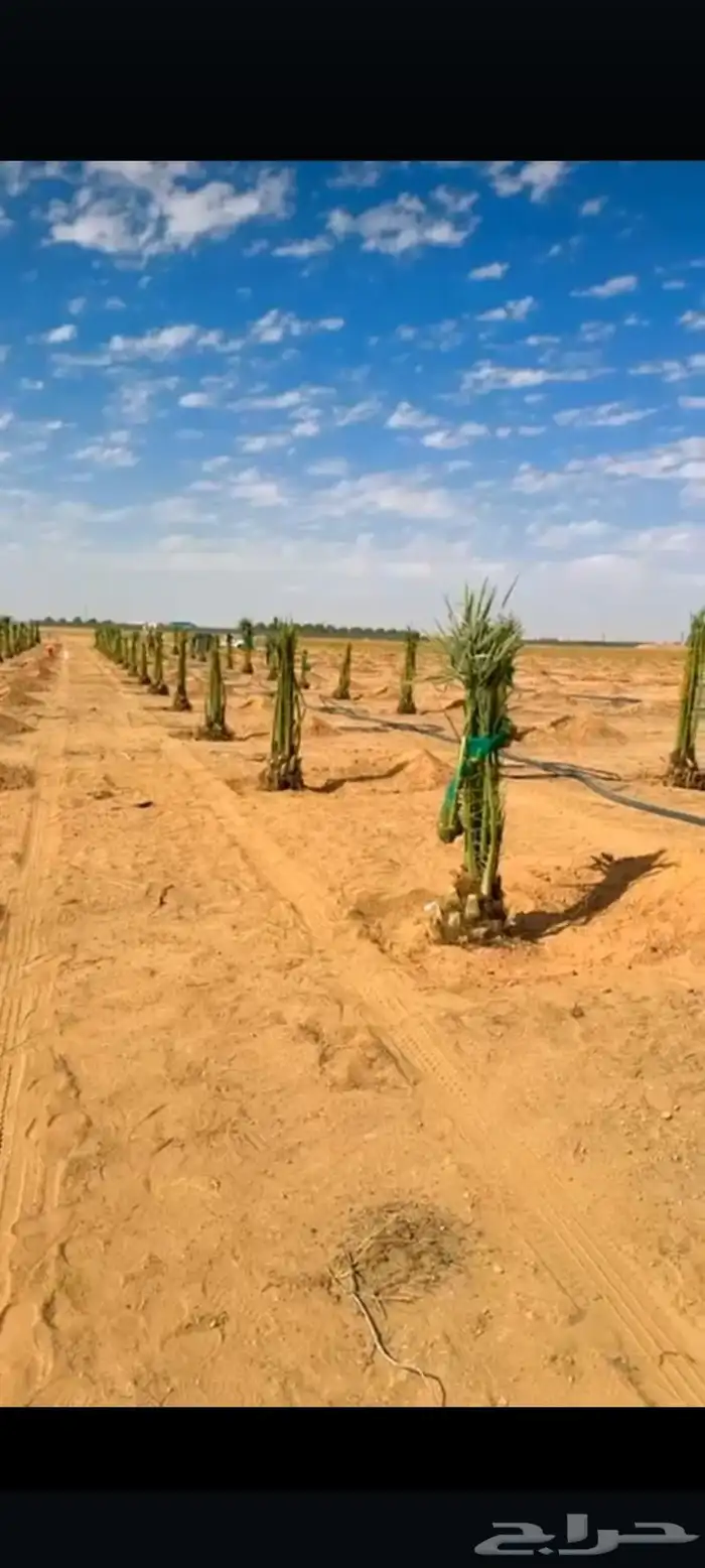 نخيل طيب للبيع 4