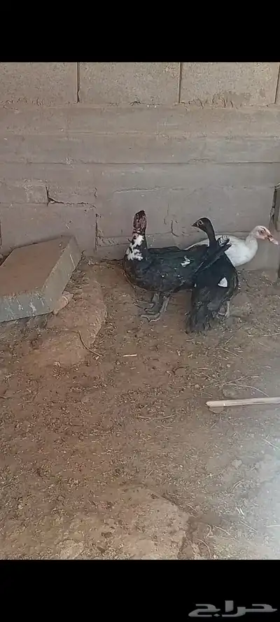 سلام عليكم ورحمة الله وبركاته اعرض لك بط 0