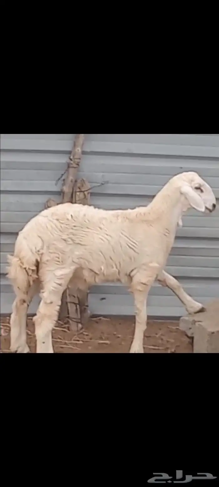 خروف حري العمر 6شهور 0