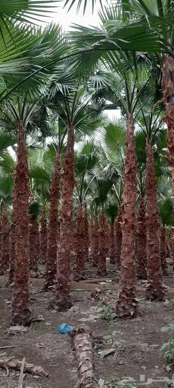 جميع انواع النخيل العربي ولواشنطني وفسايل خلاص 25