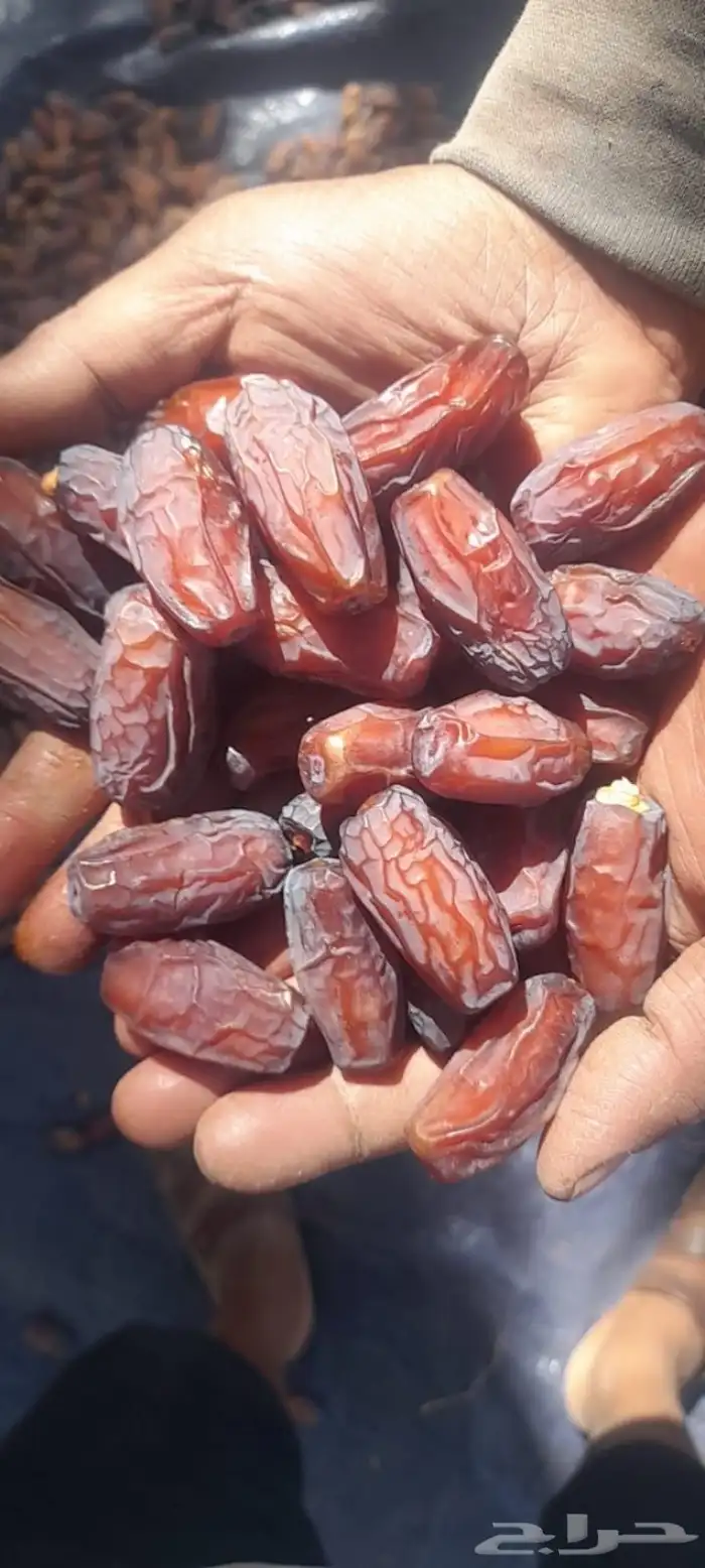 تمر مبروم جملة للبيع 1