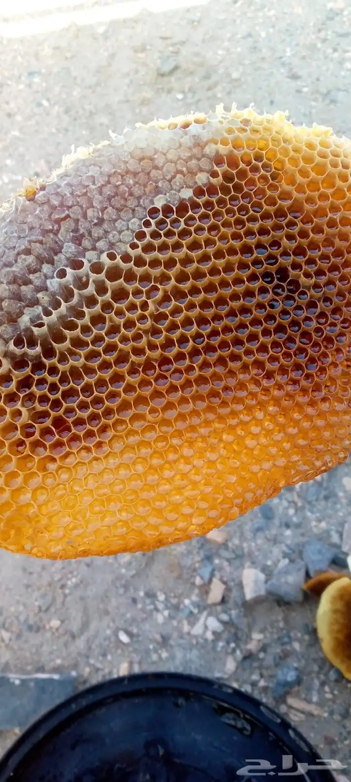 عسل بلدي 6