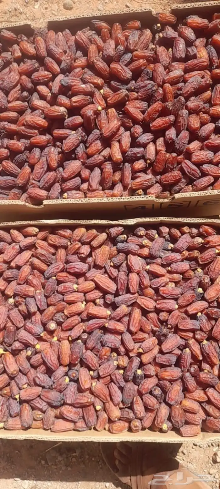 تمر مبروم جملة للبيع 3