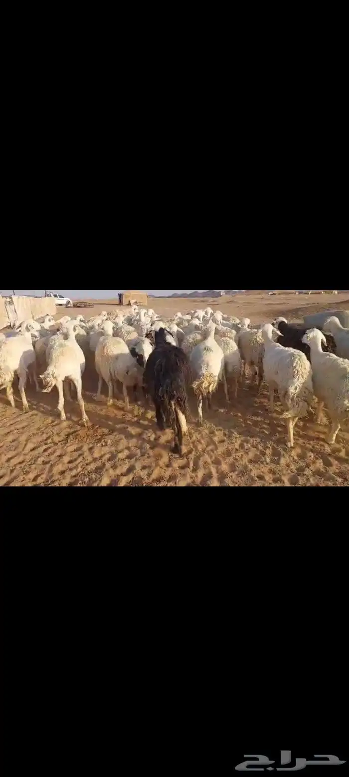 للبيع غنم حرش مراح واحد 63 والخلفات 11 0