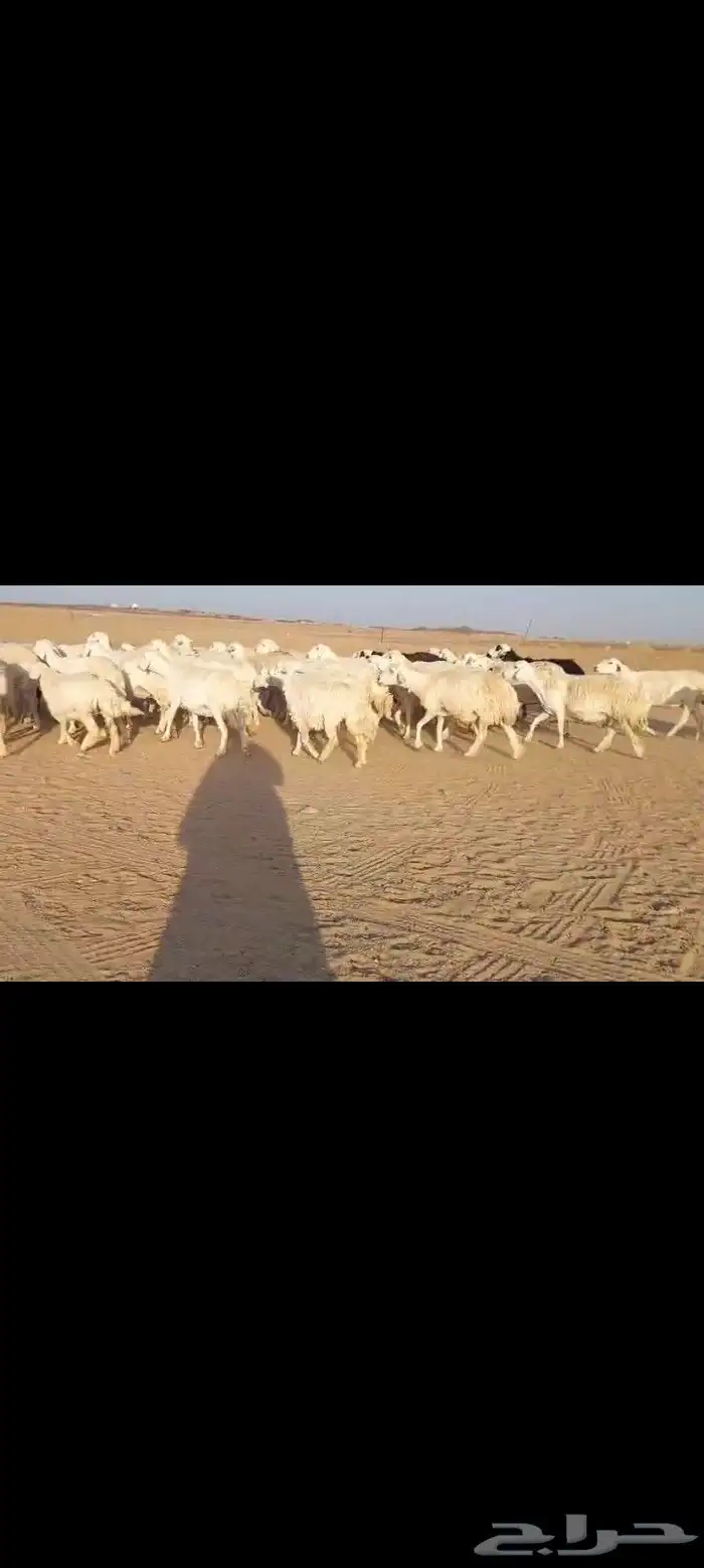 للبيع غنم حرش مراح واحد 63 والخلفات 11 2