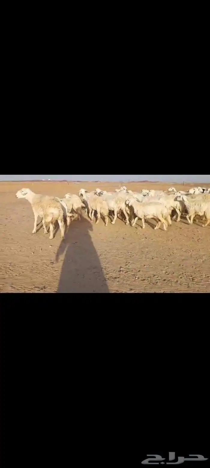 للبيع غنم حرش مراح واحد 63 والخلفات 11 1