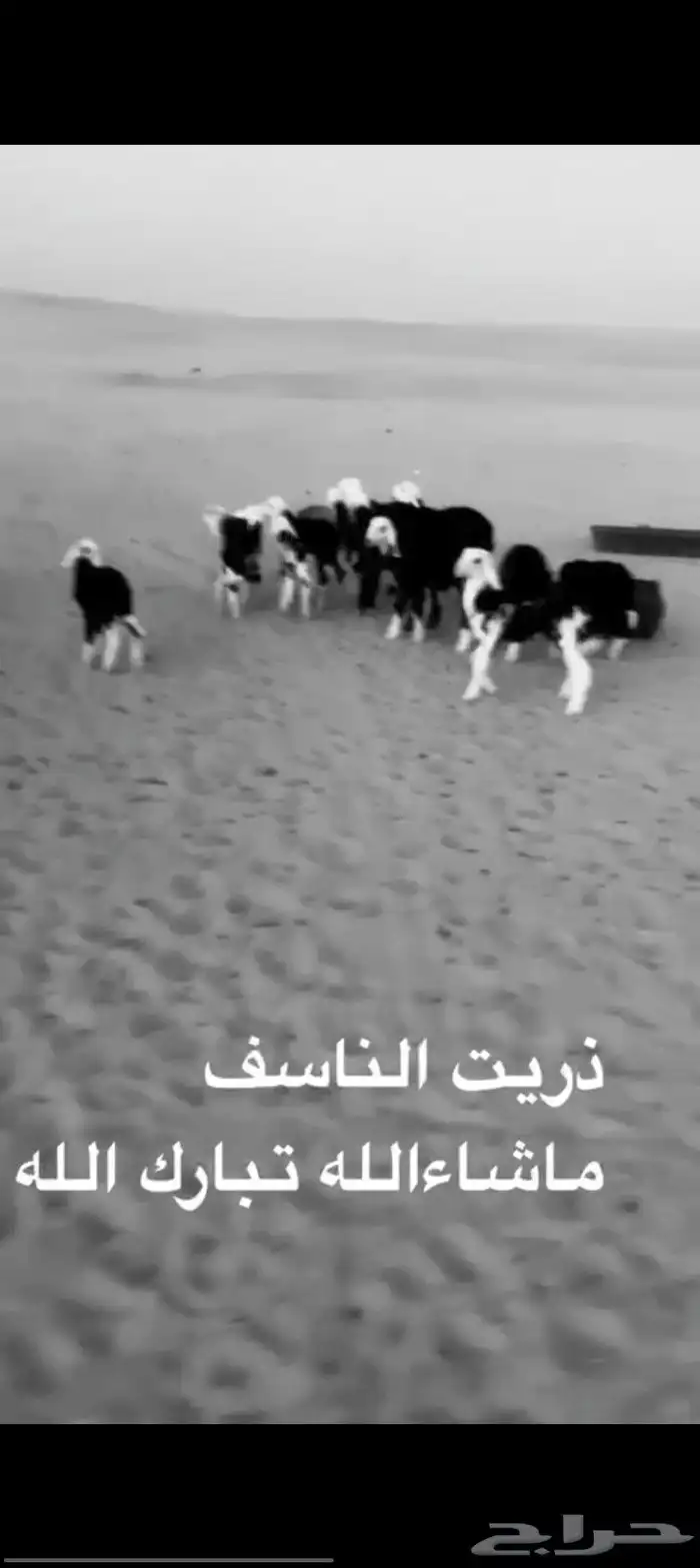 غنم للنجد عدد 19 راس مواليد 3