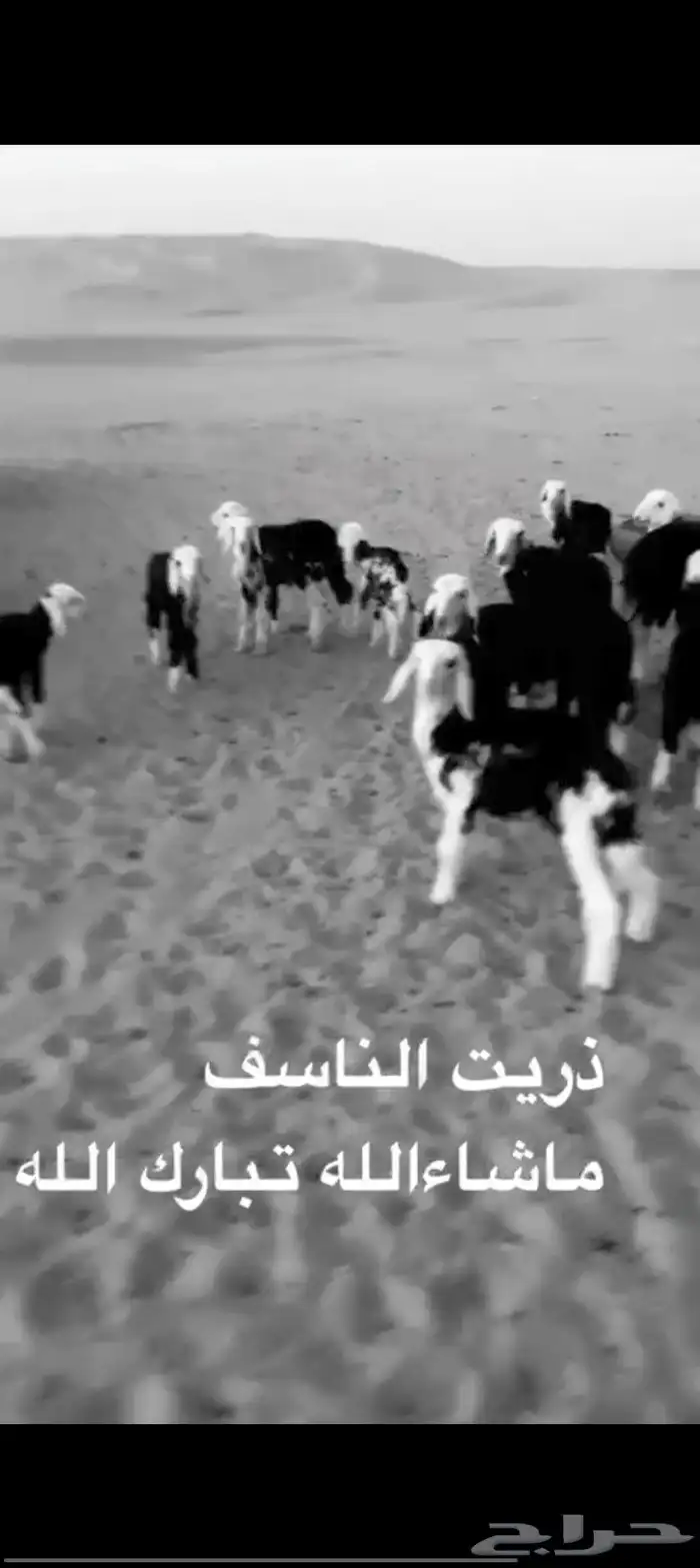 غنم للنجد عدد 19 راس مواليد 2