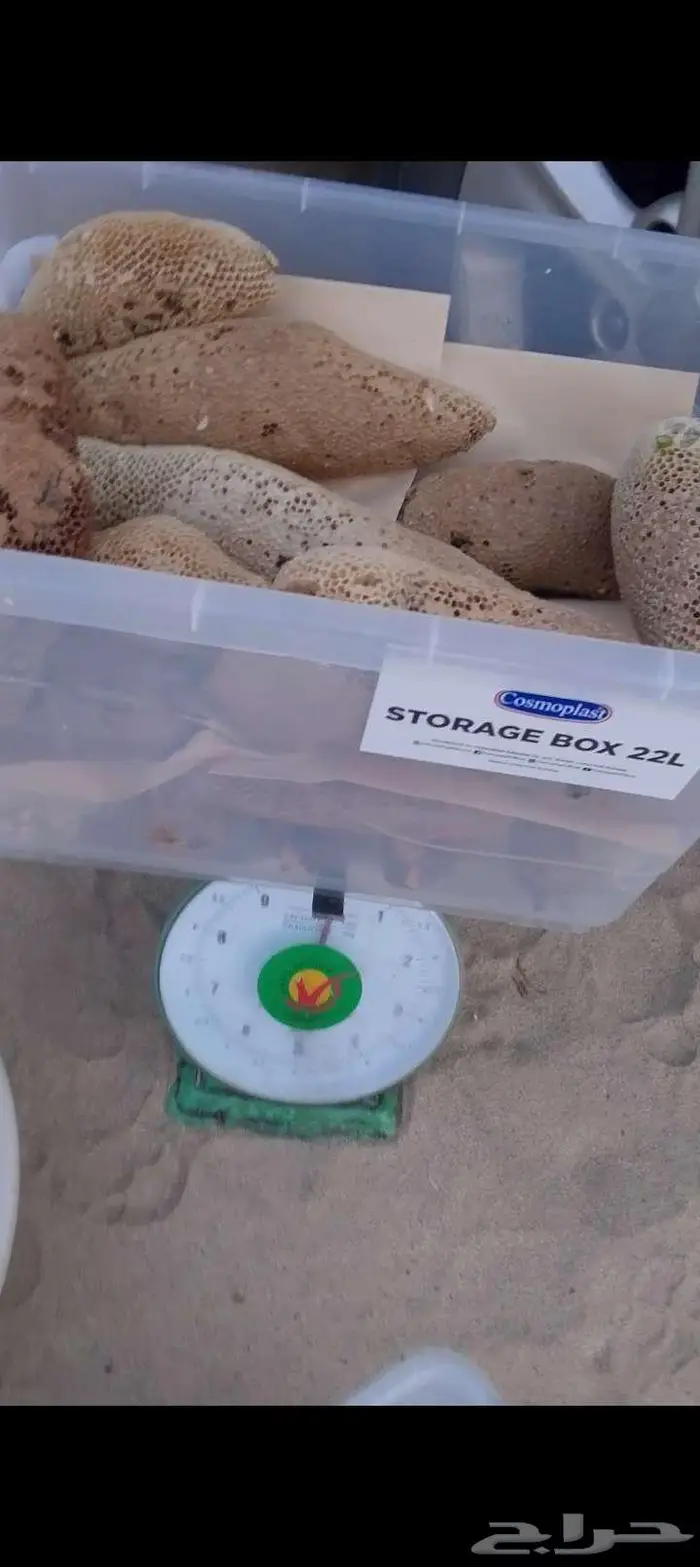 عسل بري حر جديد الكيلو ب100 ريال 1