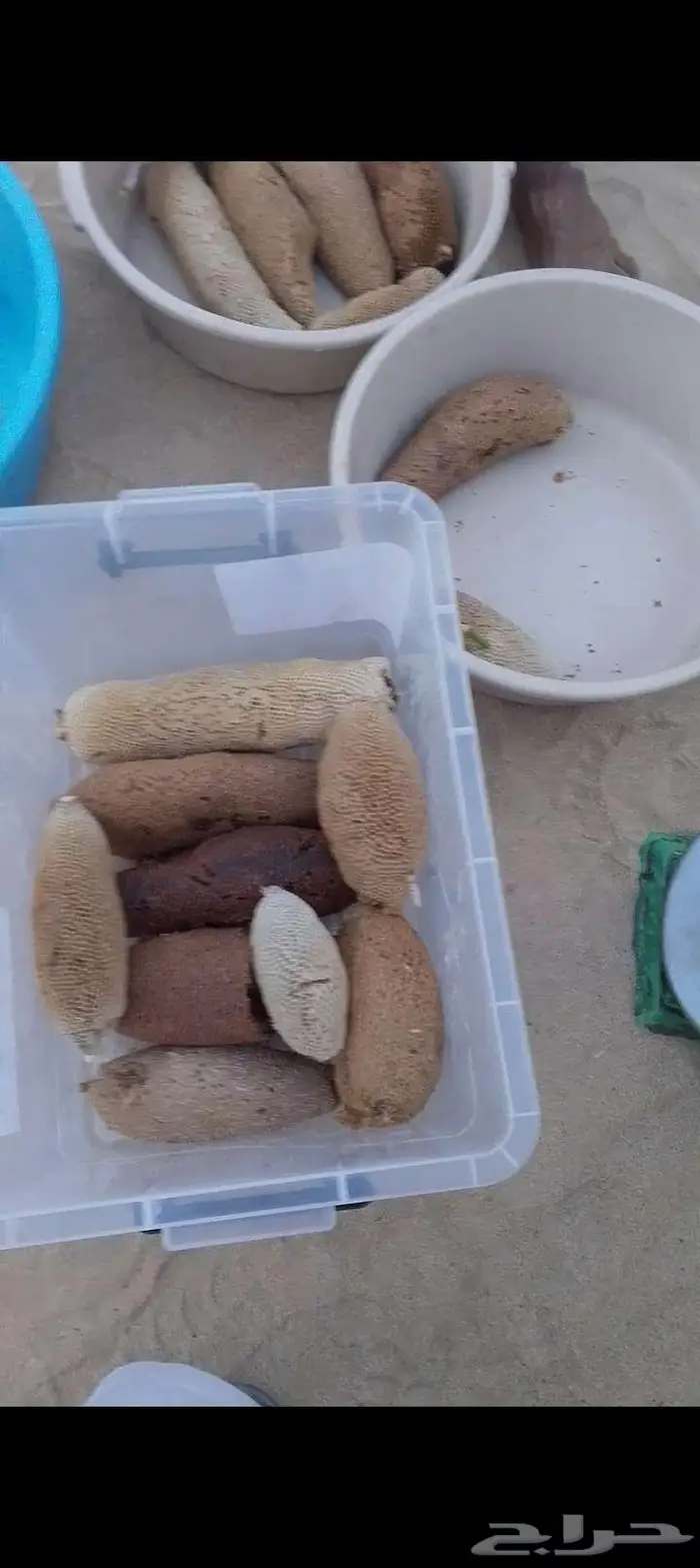 عسل بري حر جديد الكيلو ب100 ريال 2