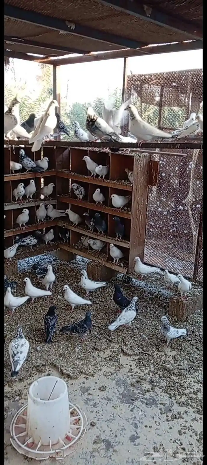 حمام للبيع 0