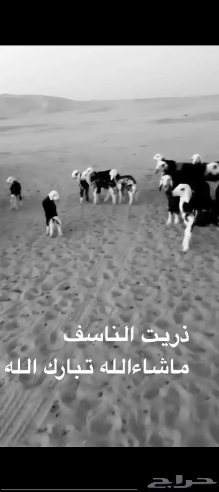 غنم للنجد عدد 19 راس مواليد 4