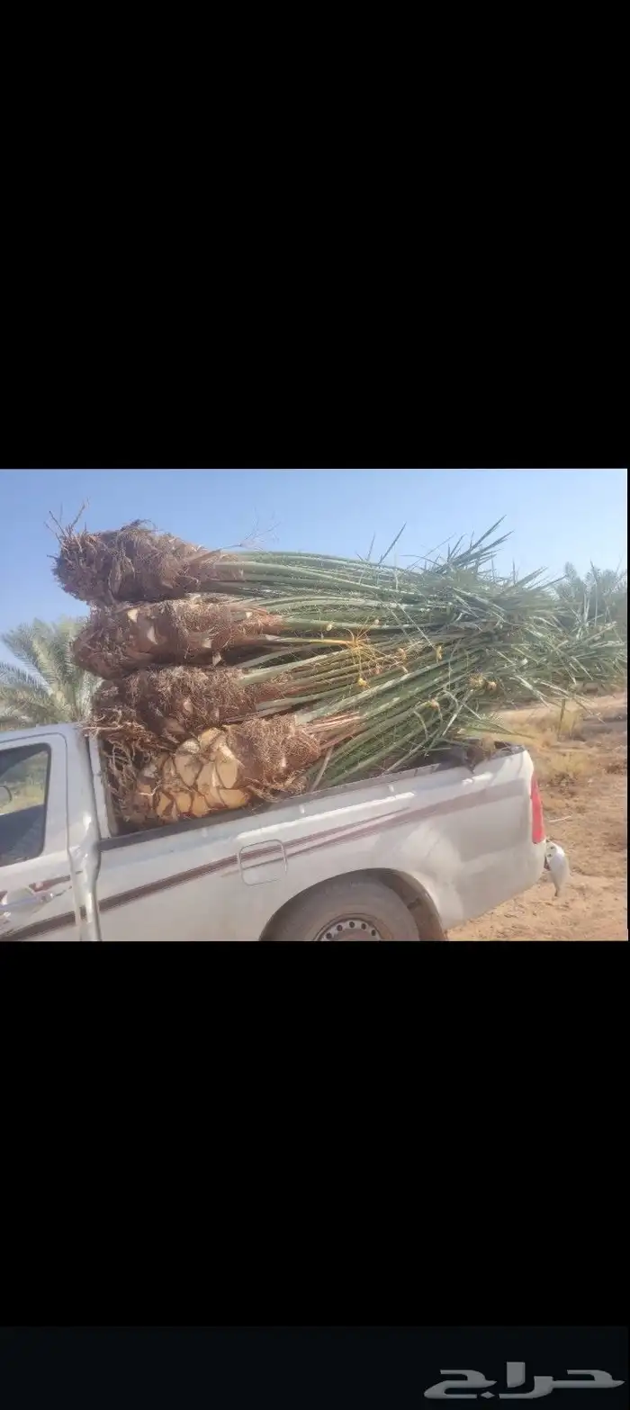 يتوفر لدينا نخيل طيب للبيع والسعر مناسب للجميع 1