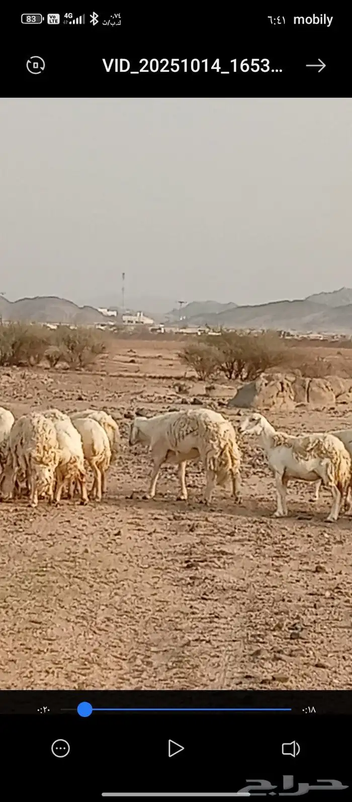 السلام عليكم . اعرض غنم مقنوي حري دفيع ومضاريع العدد 23 2