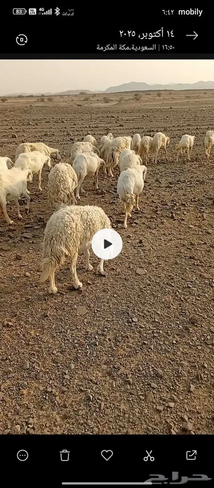 السلام عليكم . اعرض غنم مقنوي حري دفيع ومضاريع العدد 23 1