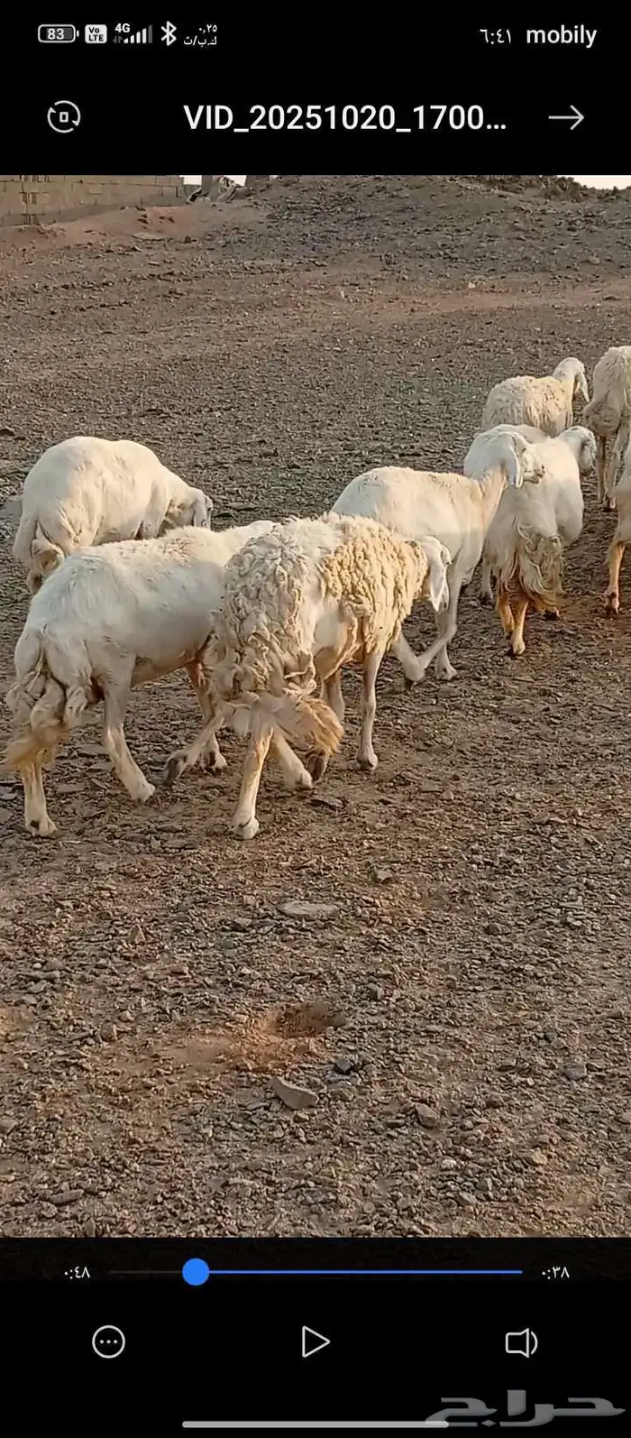 السلام عليكم . اعرض غنم مقنوي حري دفيع ومضاريع العدد 23 4