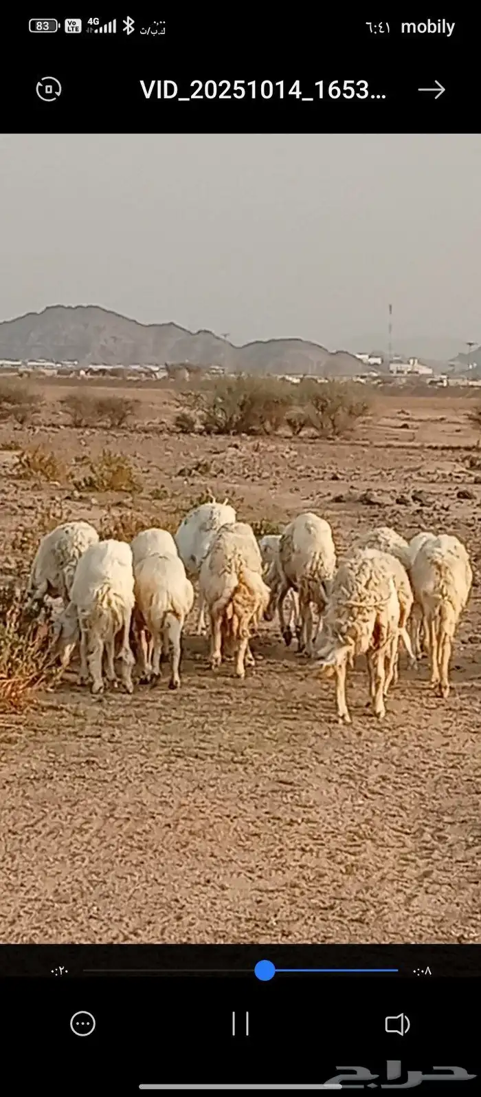 السلام عليكم . اعرض غنم مقنوي حري دفيع ومضاريع العدد 23 3