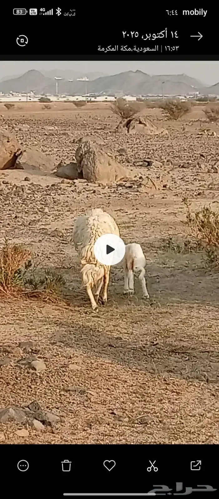 السلام عليكم . اعرض غنم مقنوي حري دفيع ومضاريع العدد 23 0