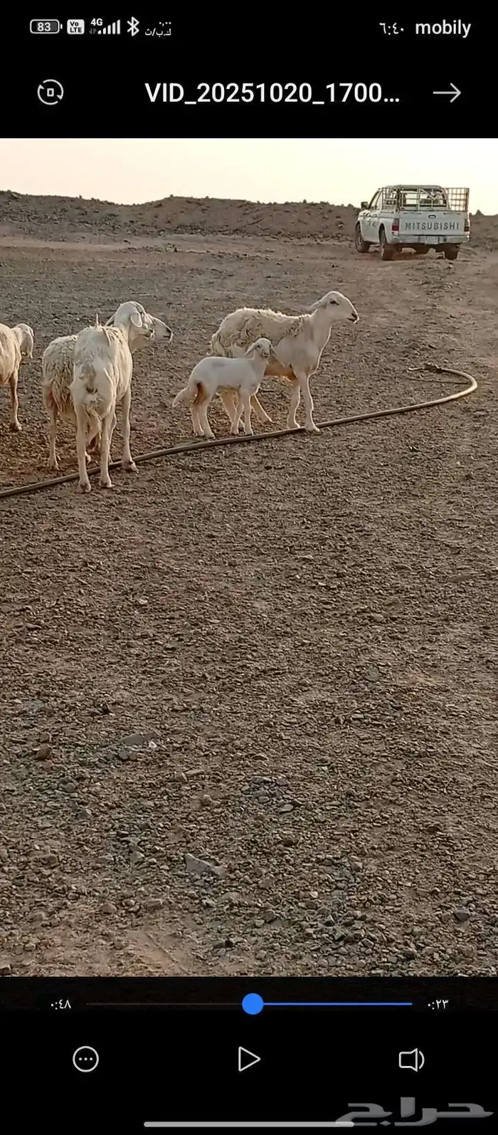 السلام عليكم . اعرض غنم مقنوي حري دفيع ومضاريع العدد 23 5