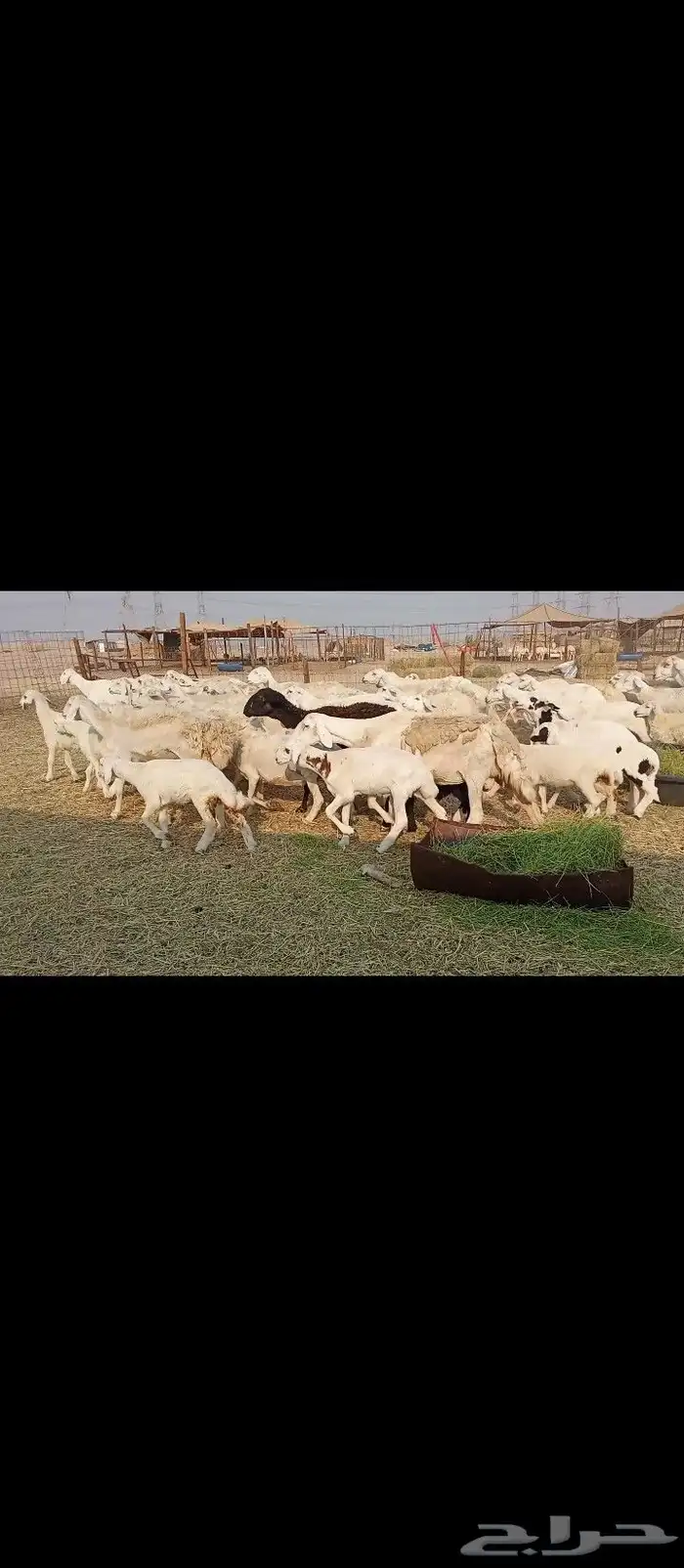 خلفات العدد 30تحتها30 6