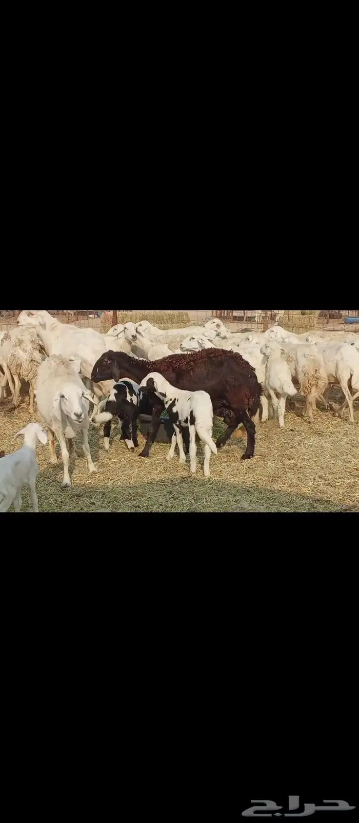 خلفات العدد 30تحتها30 2