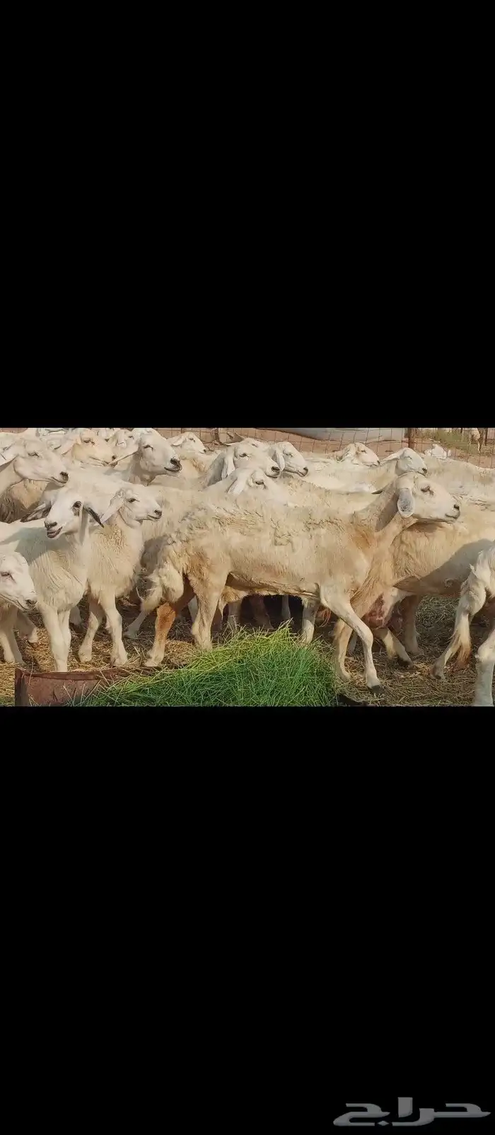 خلفات العدد 30تحتها30 0