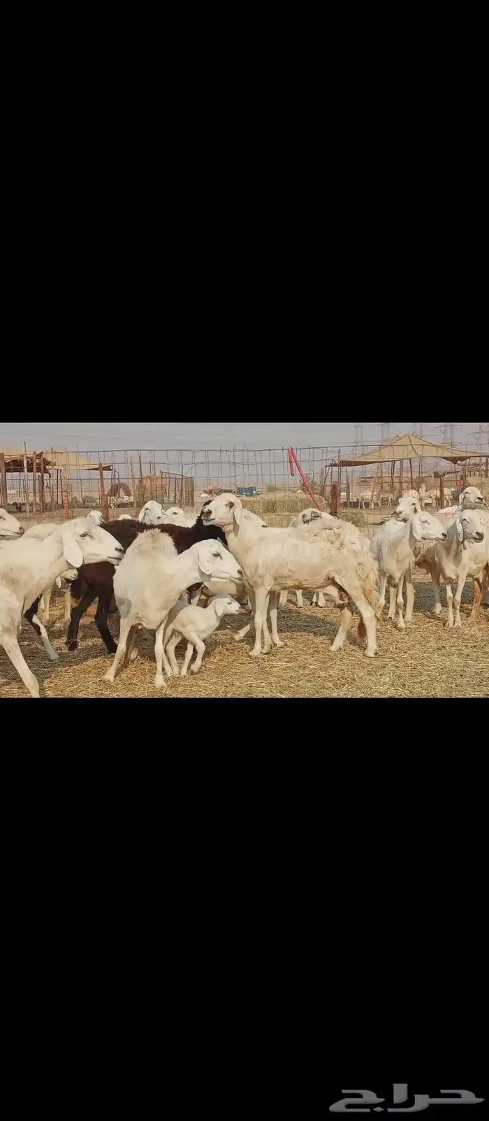 خلفات العدد 30تحتها30 9