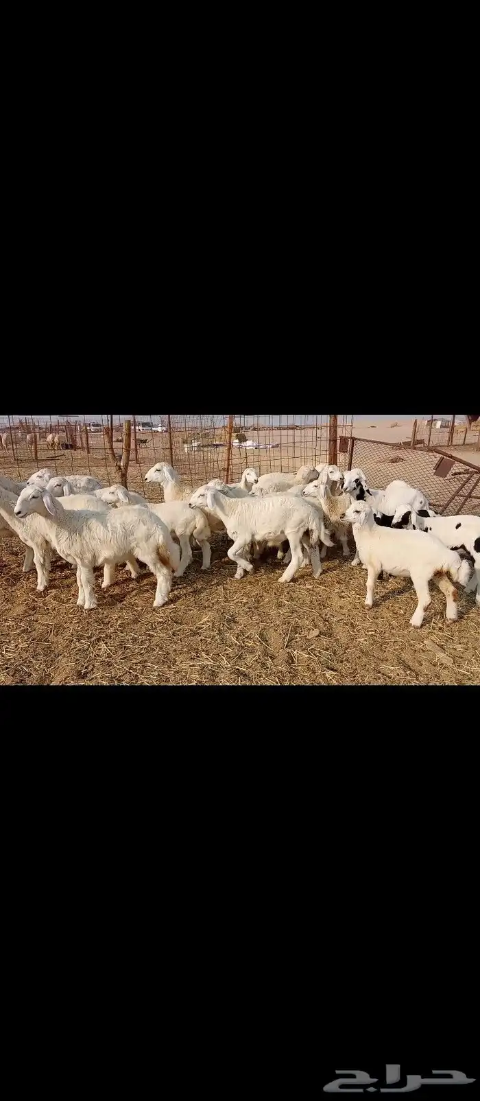 خلفات العدد 30تحتها30 3