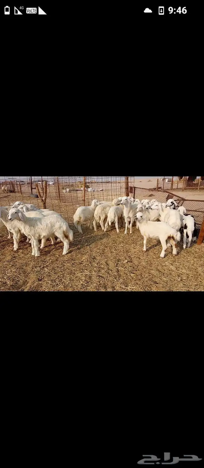 خلفات العدد 30تحتها30 5