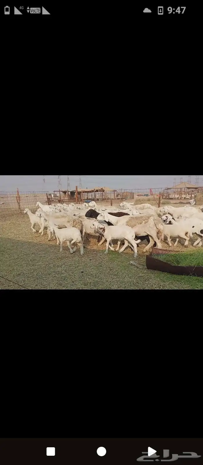 خلفات العدد 30تحتها30 8