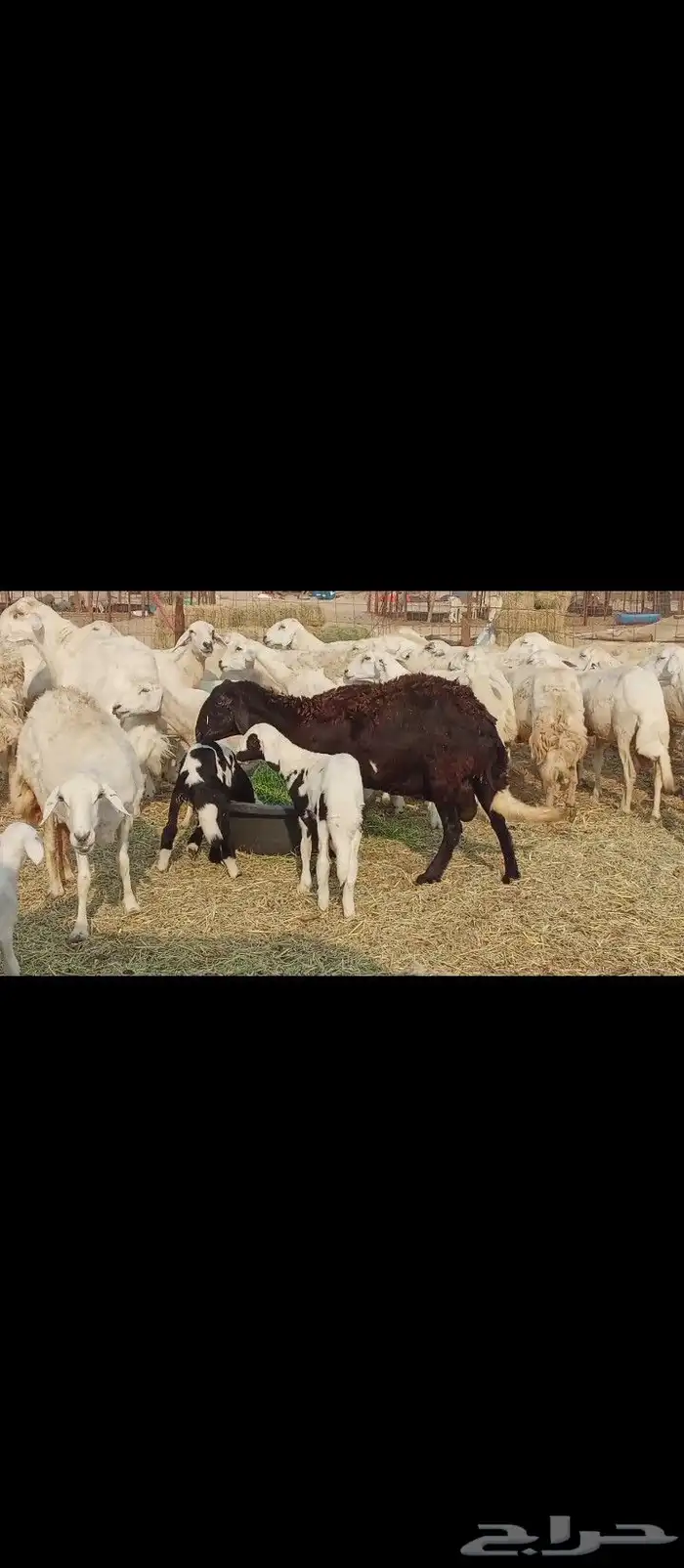 خلفات العدد 30تحتها30 4