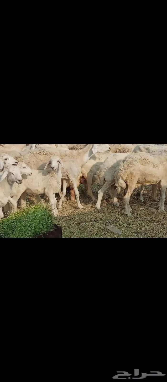 خلفات العدد 30تحتها30 1