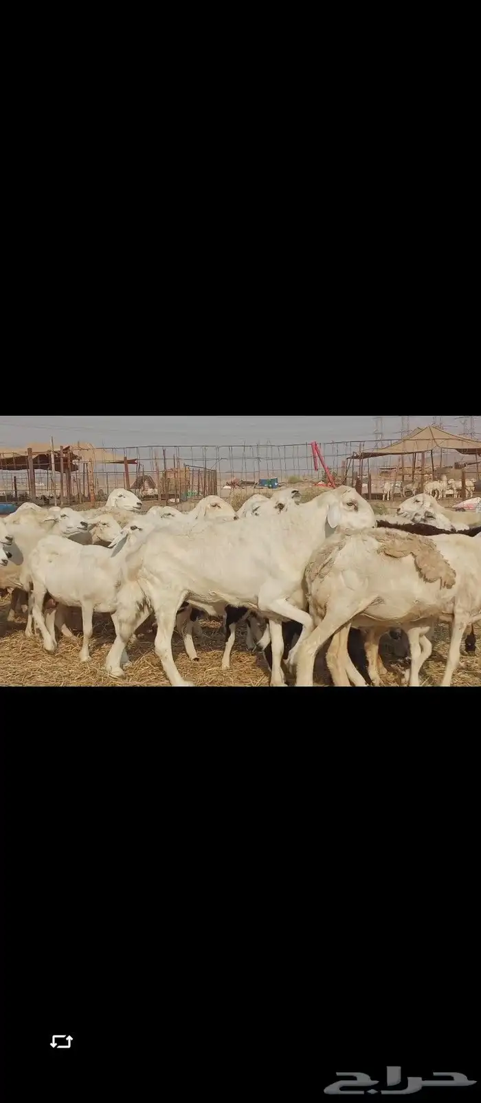 خلفات العدد 30تحتها30 7