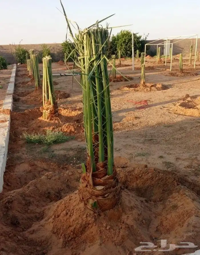 نخيل طيب للبيع 5