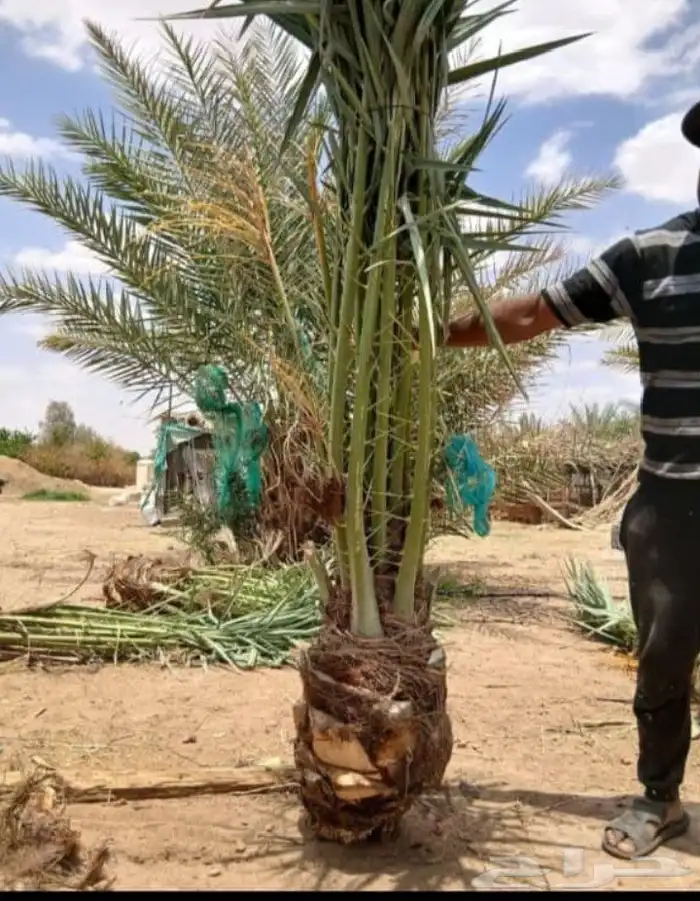 نخل للبيع الجمش عفيف القرين وجميع مناطق المملكه 3