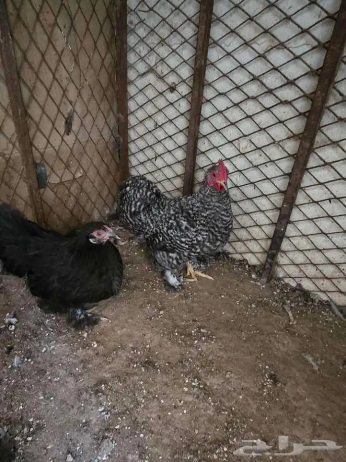 دجاج كوشن تركي 0