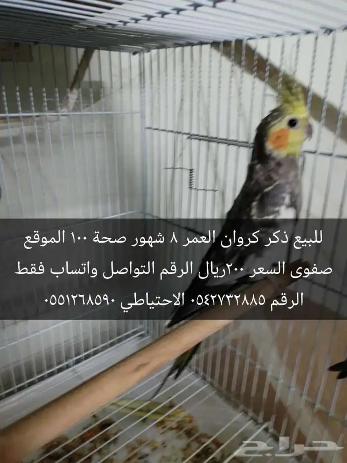 الحيوانات 0