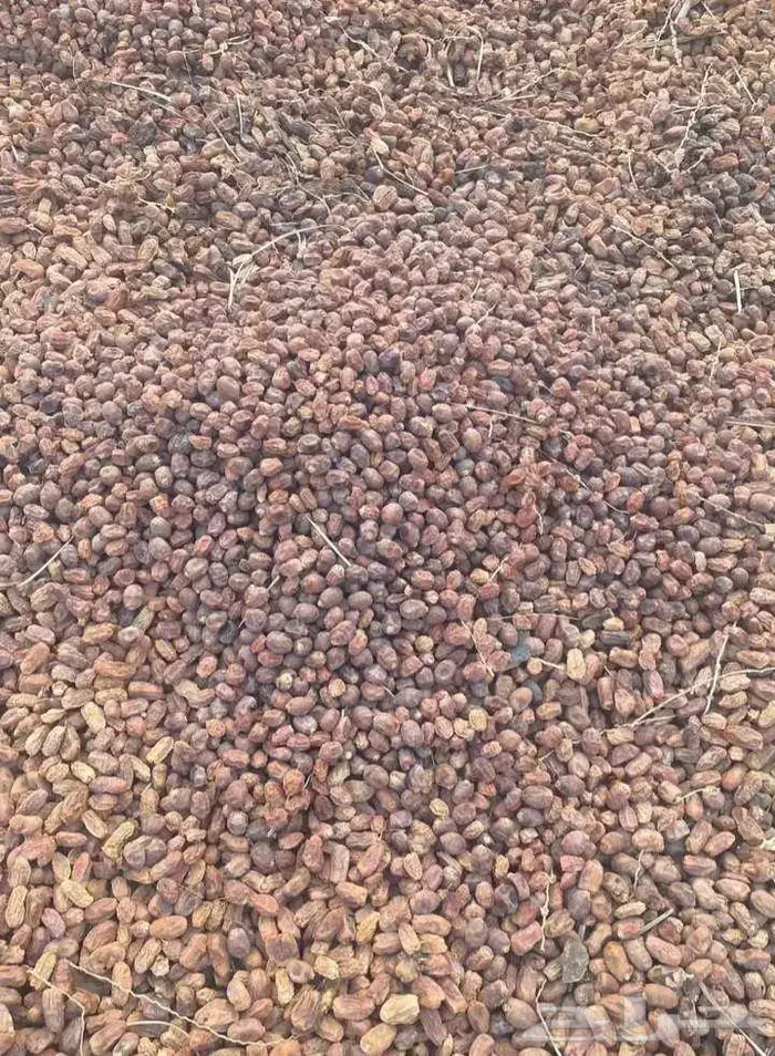 تمر للحلال 0