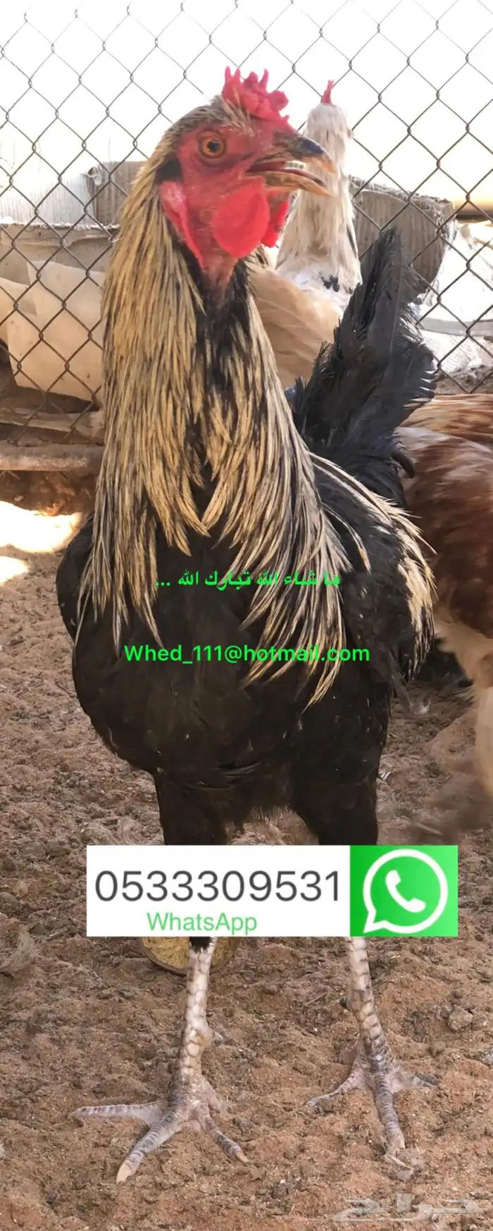 ديوك عربي بلدي عنيزة 23 ديك 11