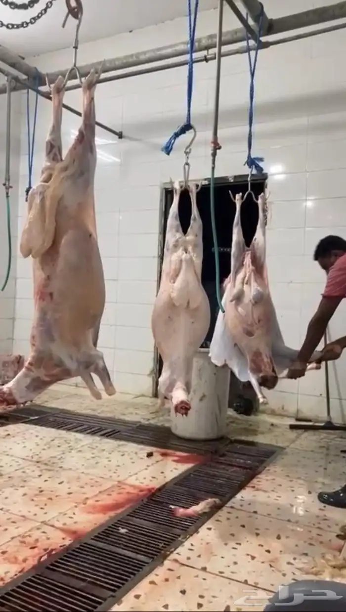 ذبائح طليان سواكن ورفيديات تربيه وحريات رقم واحد 20