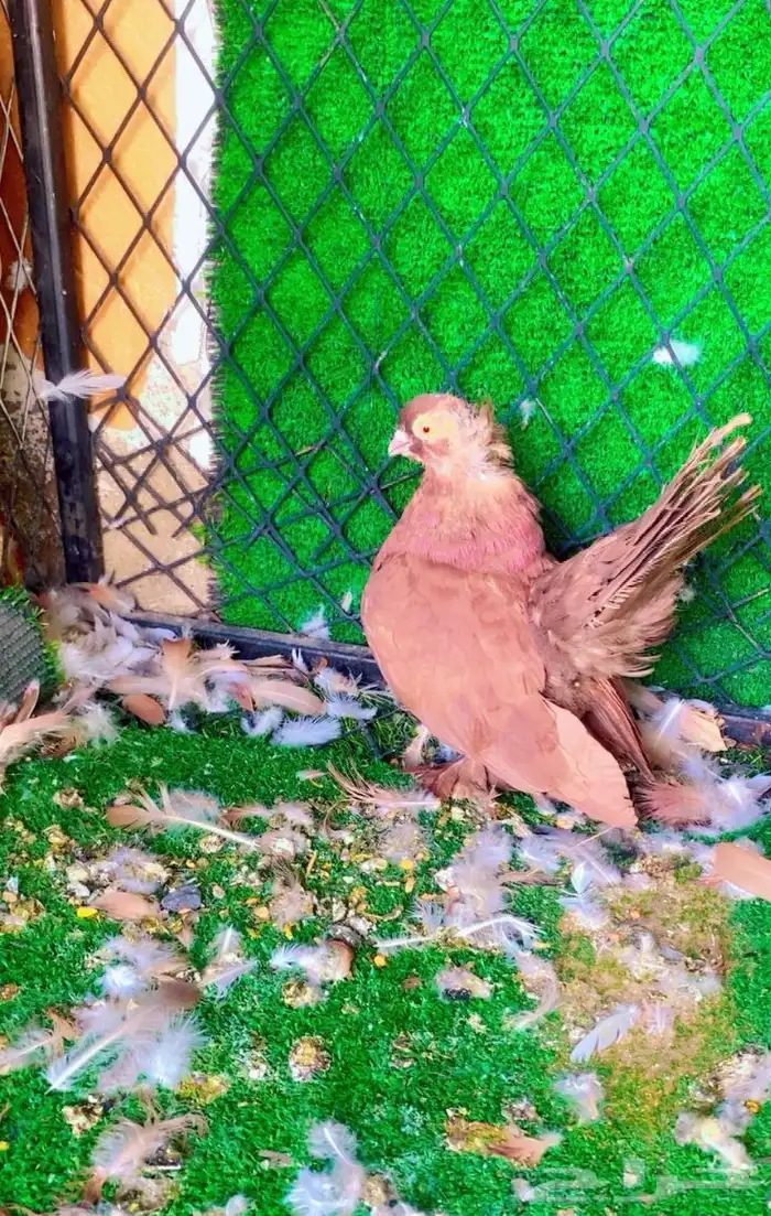 حمام كرنقو ذكر 0