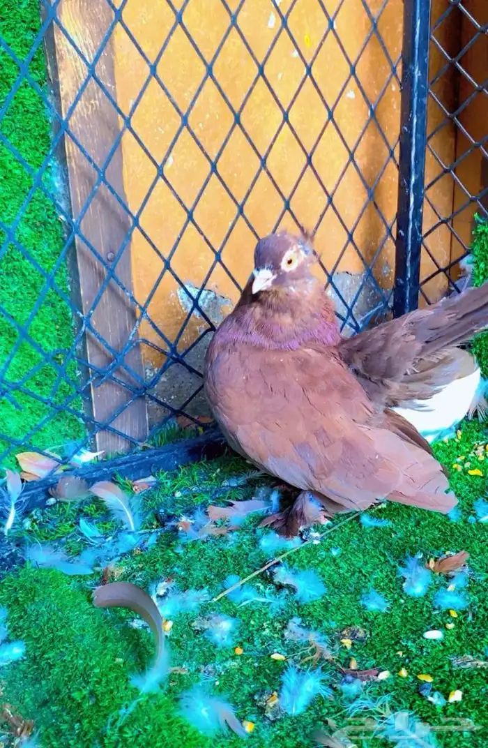 حمام كرنقو ذكر 3