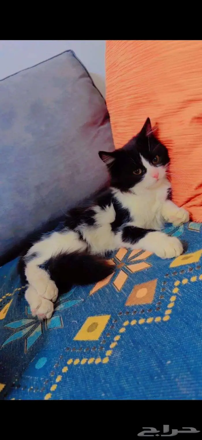 قطط للتبني 8