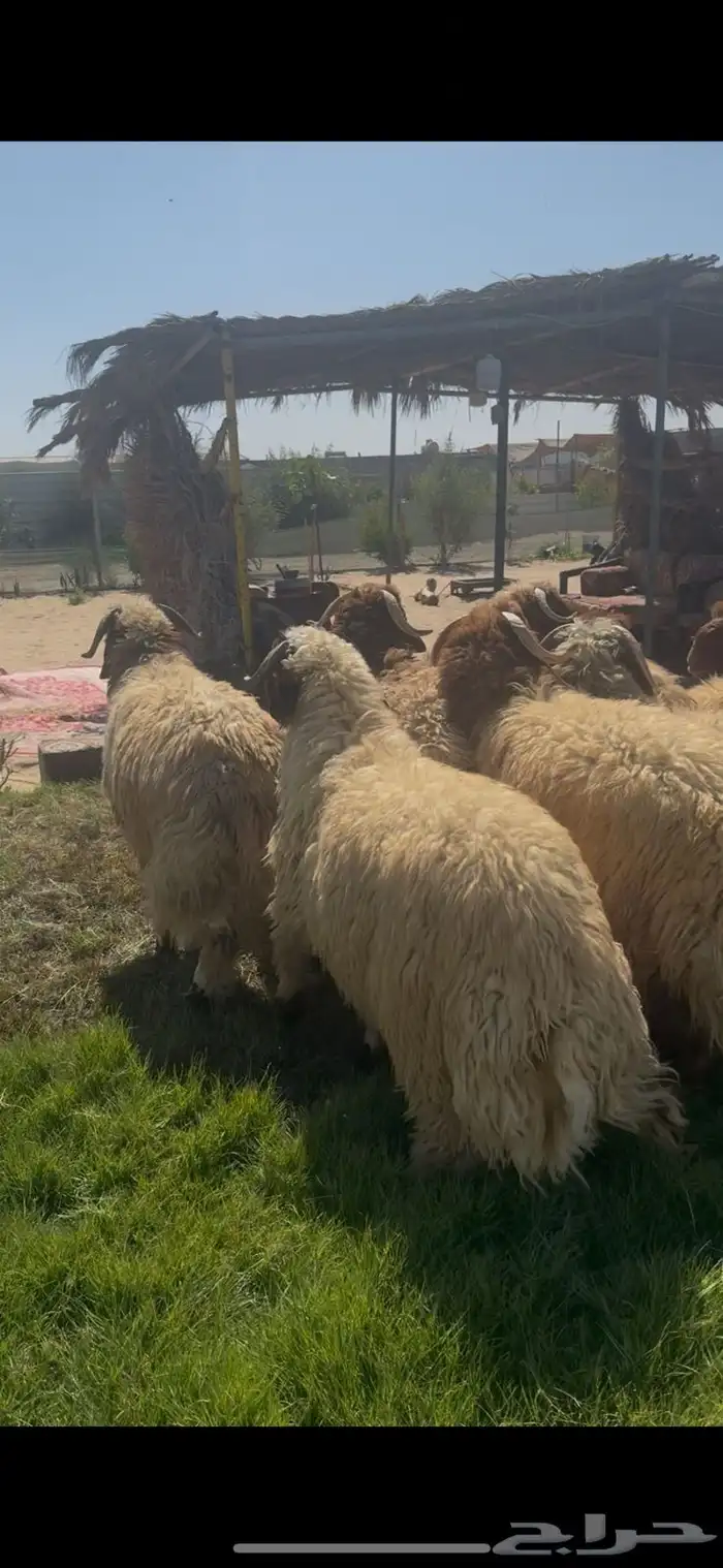 خرفان نعيمي بلدي كناور جبر 0