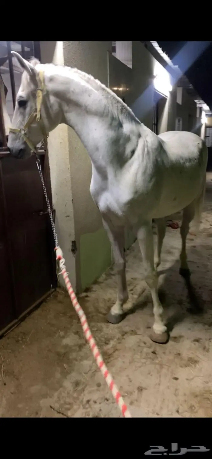 للبيع الحصان الكفو 2